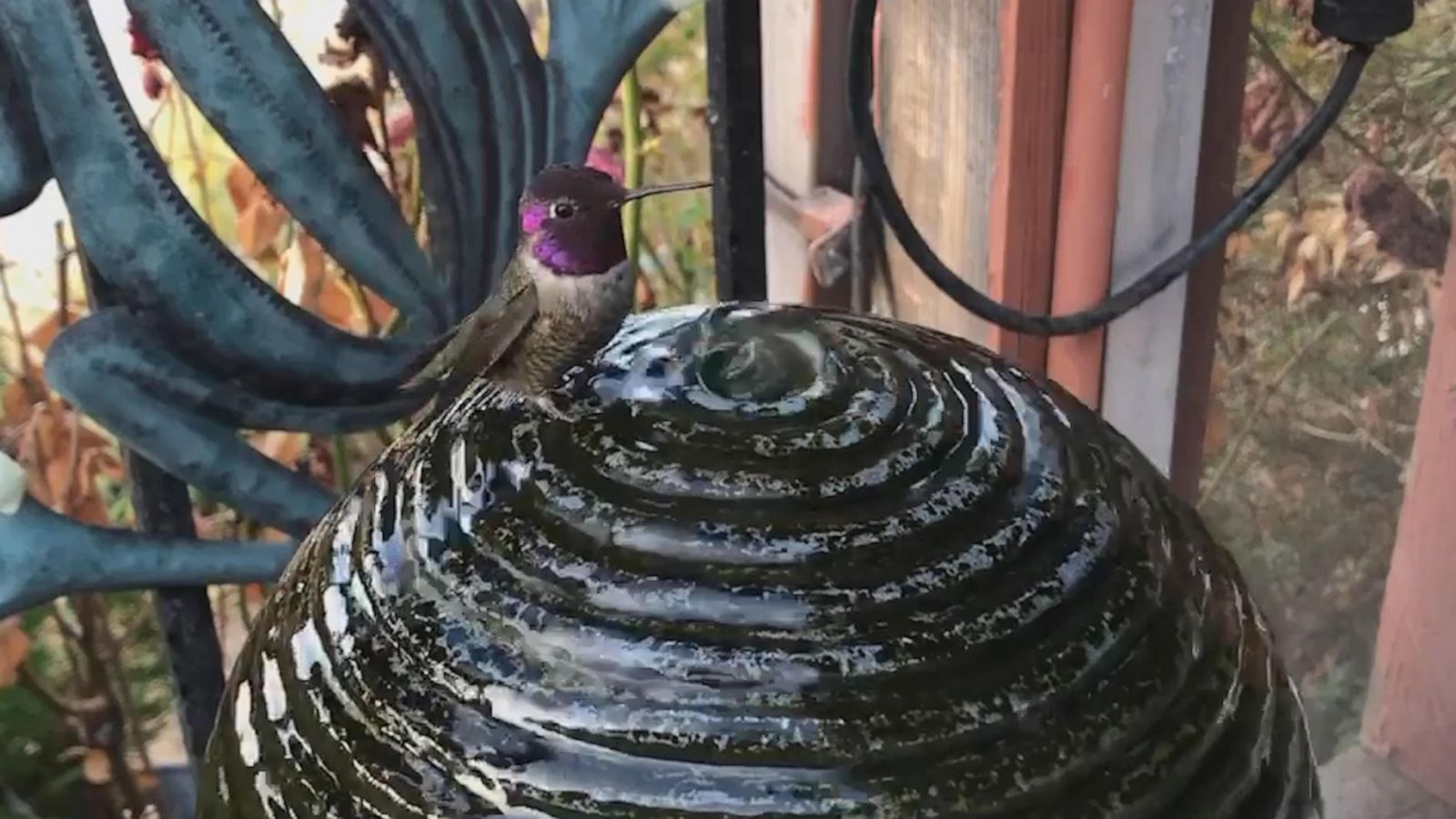 VIDEO: Hummingbird starts the day off with a relaxing morning bath