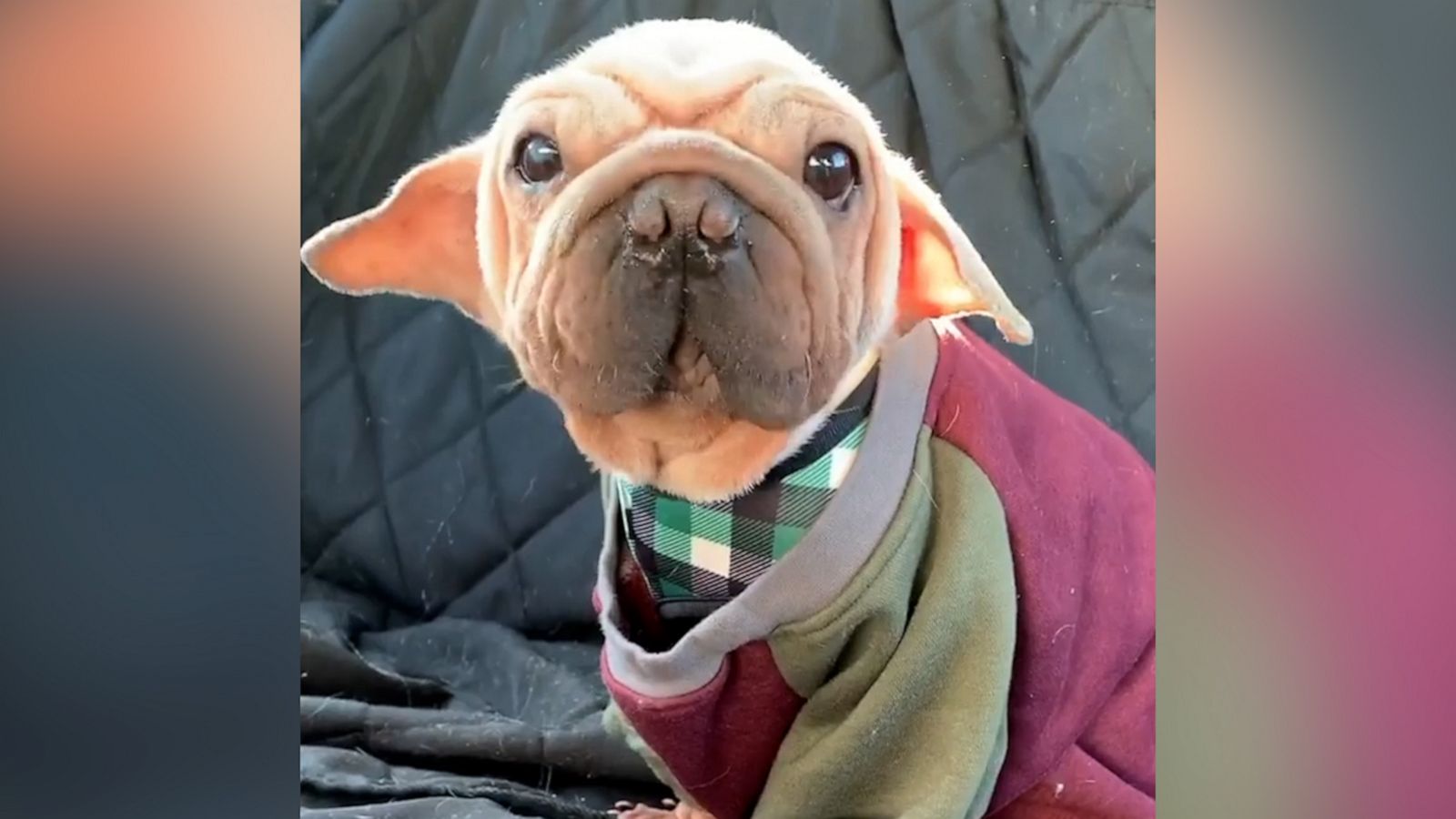 VIDEO: If Baby Yoda were a dog, this is what he’d look like