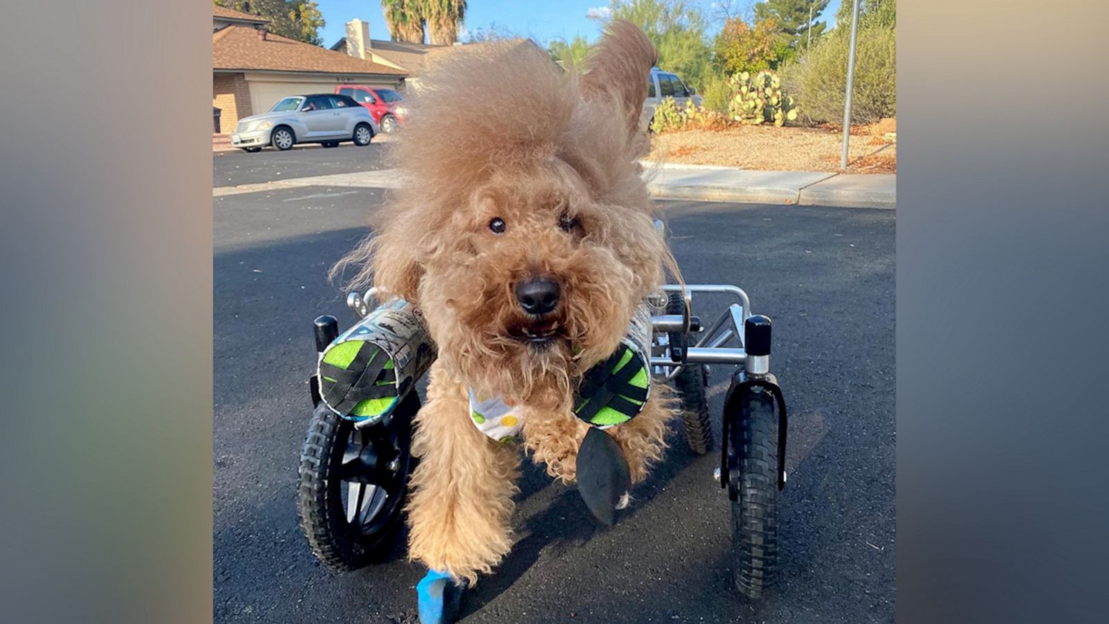 VIDEO: Dog with condition that causes a cute wobbly run is the happiest pup on earth