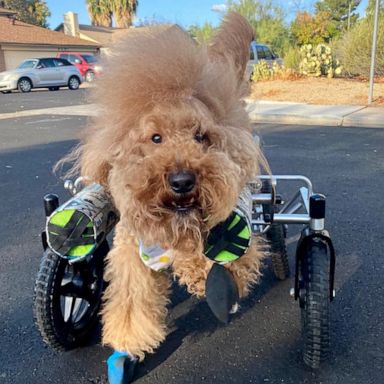 VIDEO: Dog with condition that causes a cute wobbly run is the happiest pup on earth 