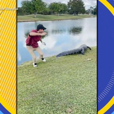 VIDEO: Golfer reaches next to alligator to grab ball