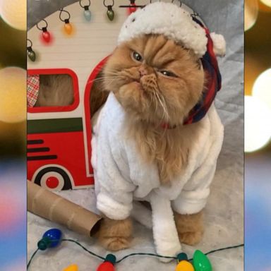 VIDEO: ‘GMA’ Pet of the Week: Meet Arya the costume cat