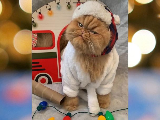 Meet the adorable male cat called 'Mr. Mom' - Good Morning America