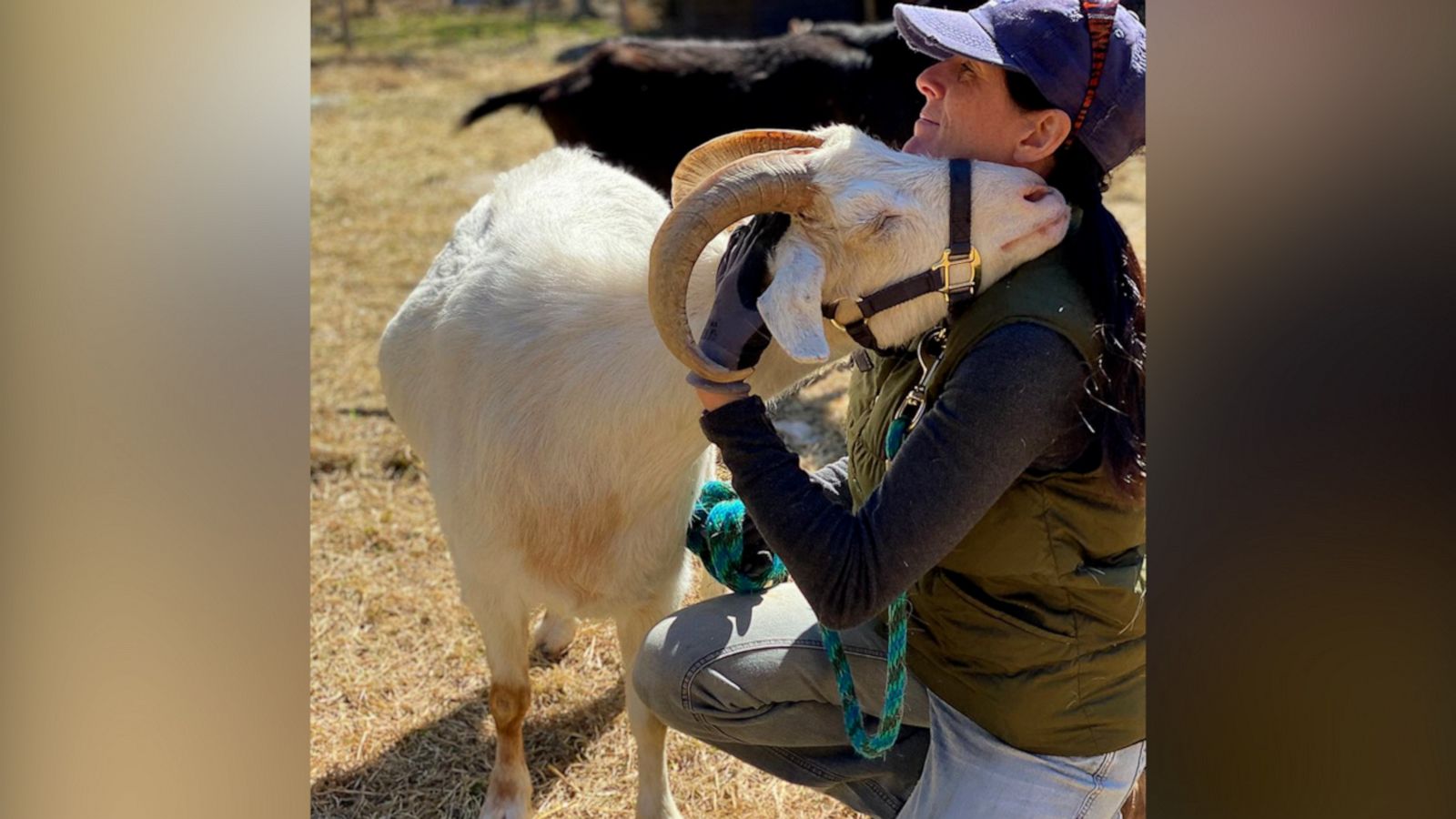 VIDEO: Goat wandered into woman’s driveway from nowhere… and so she started a goat sanctuary