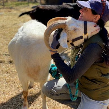 VIDEO: Goat wandered into woman’s driveway from nowhere… and so she started a goat sanctuary 