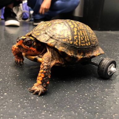 VIDEO: Turtle gets LEGO wheels after losing back legs