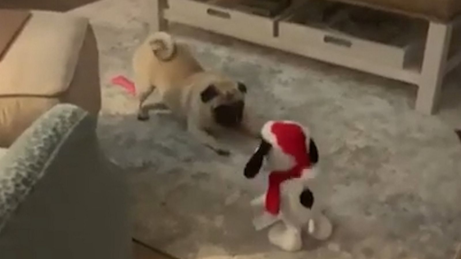 VIDEO: Pug meets a dancing Snoopy and immediately gets the zoomies