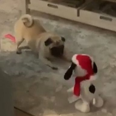 VIDEO: Pug meets a dancing Snoopy and immediately gets the zoomies