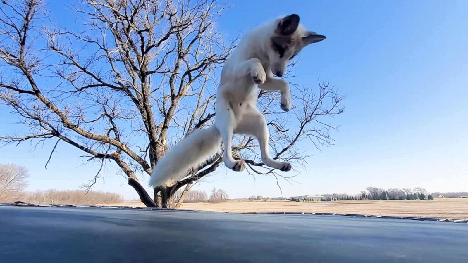 VIDEO: Playful rescue fox happily bounces on trampoline