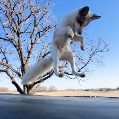 VIDEO: Playful rescue fox happily bounces on trampoline 