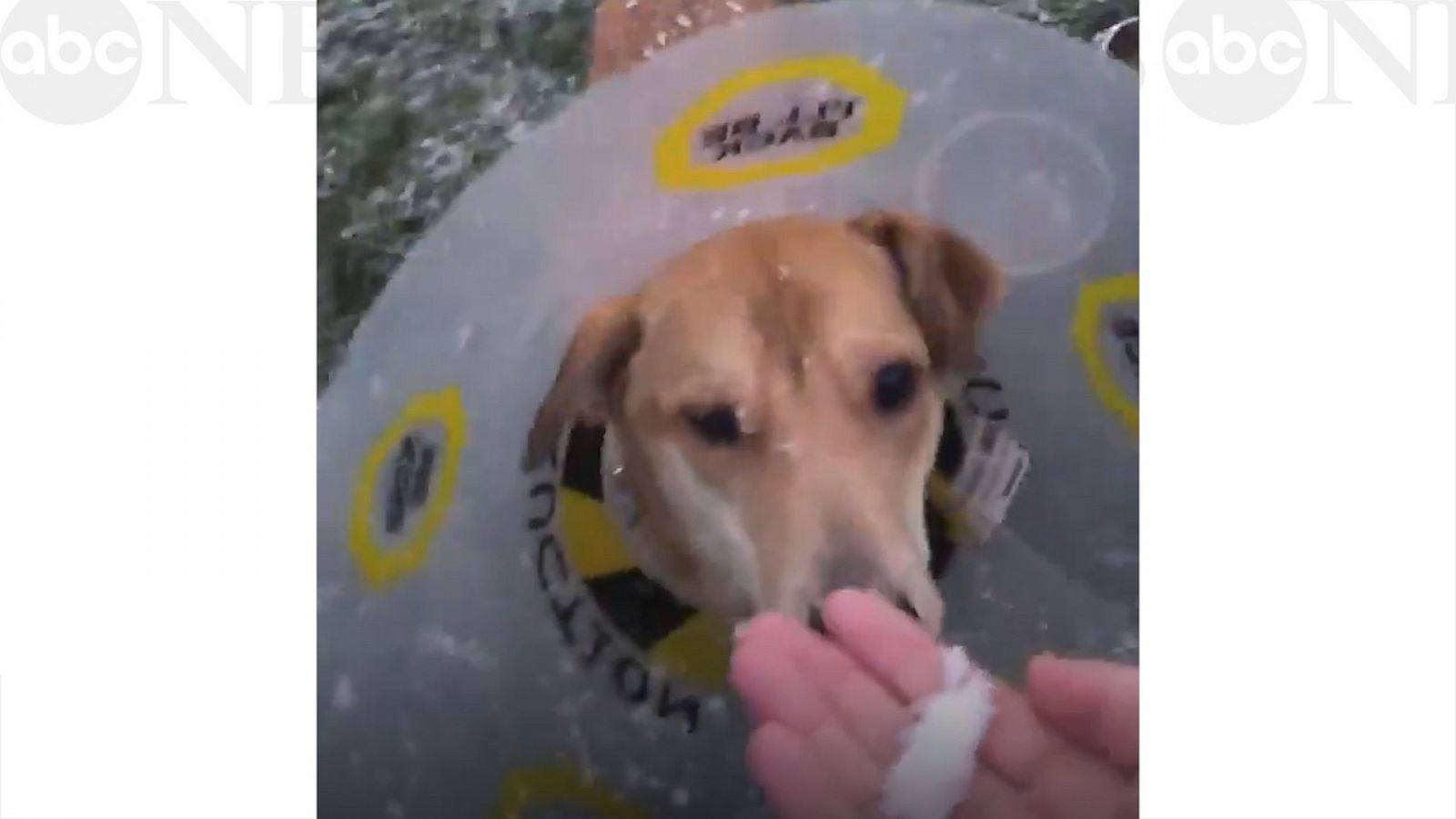 VIDEO: Adorable dog in a recovery cone experiences snow for the first time