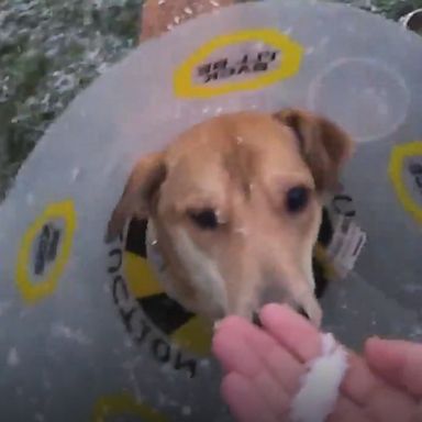 VIDEO: Adorable dog in a recovery cone experiences snow for the first time 