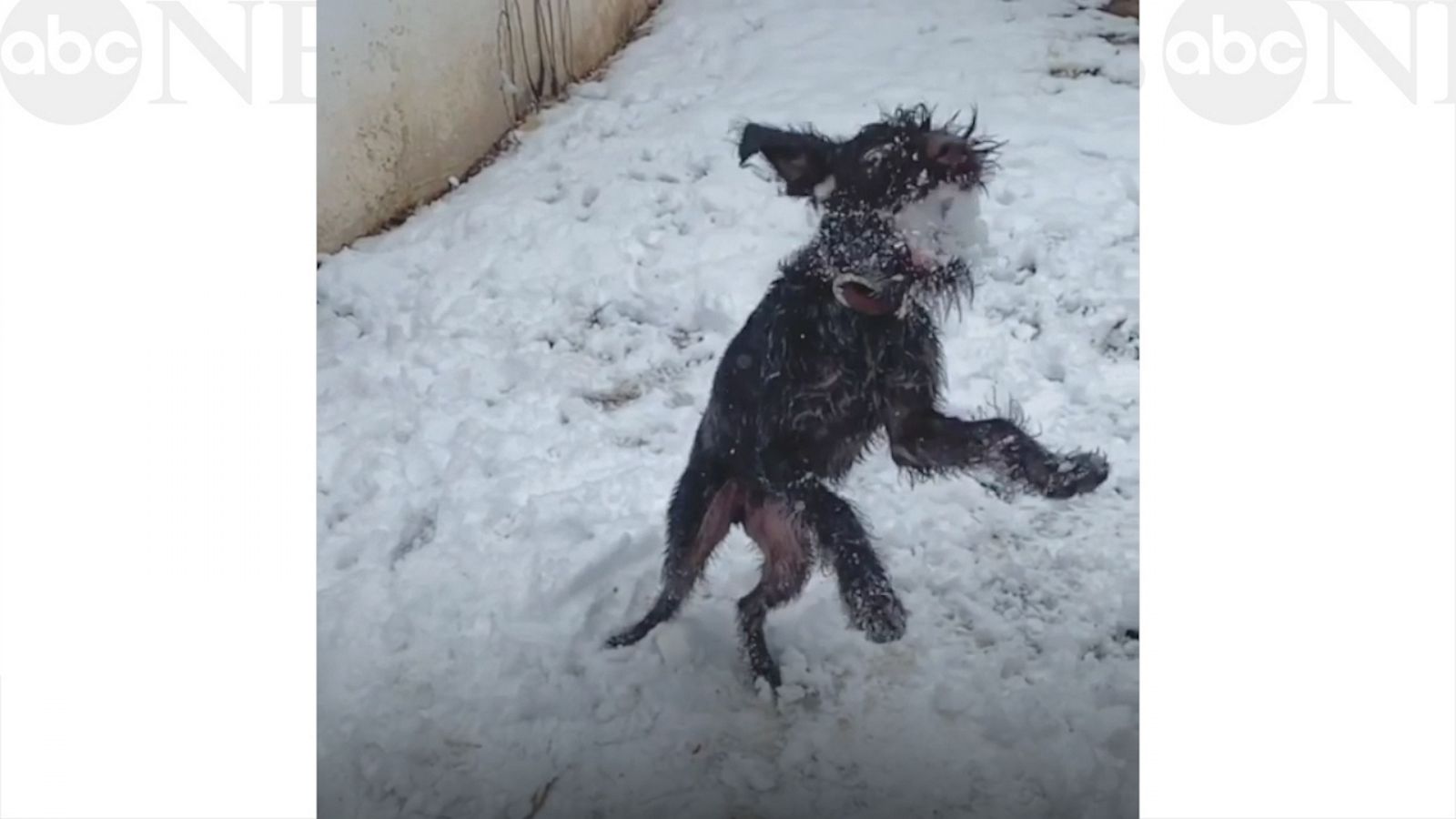 VIDEO: This dog makes snowball catch look easy