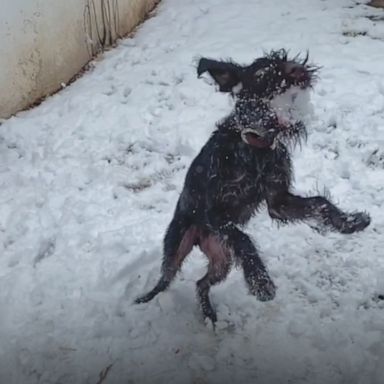 VIDEO: This dog makes snowball catch look easy