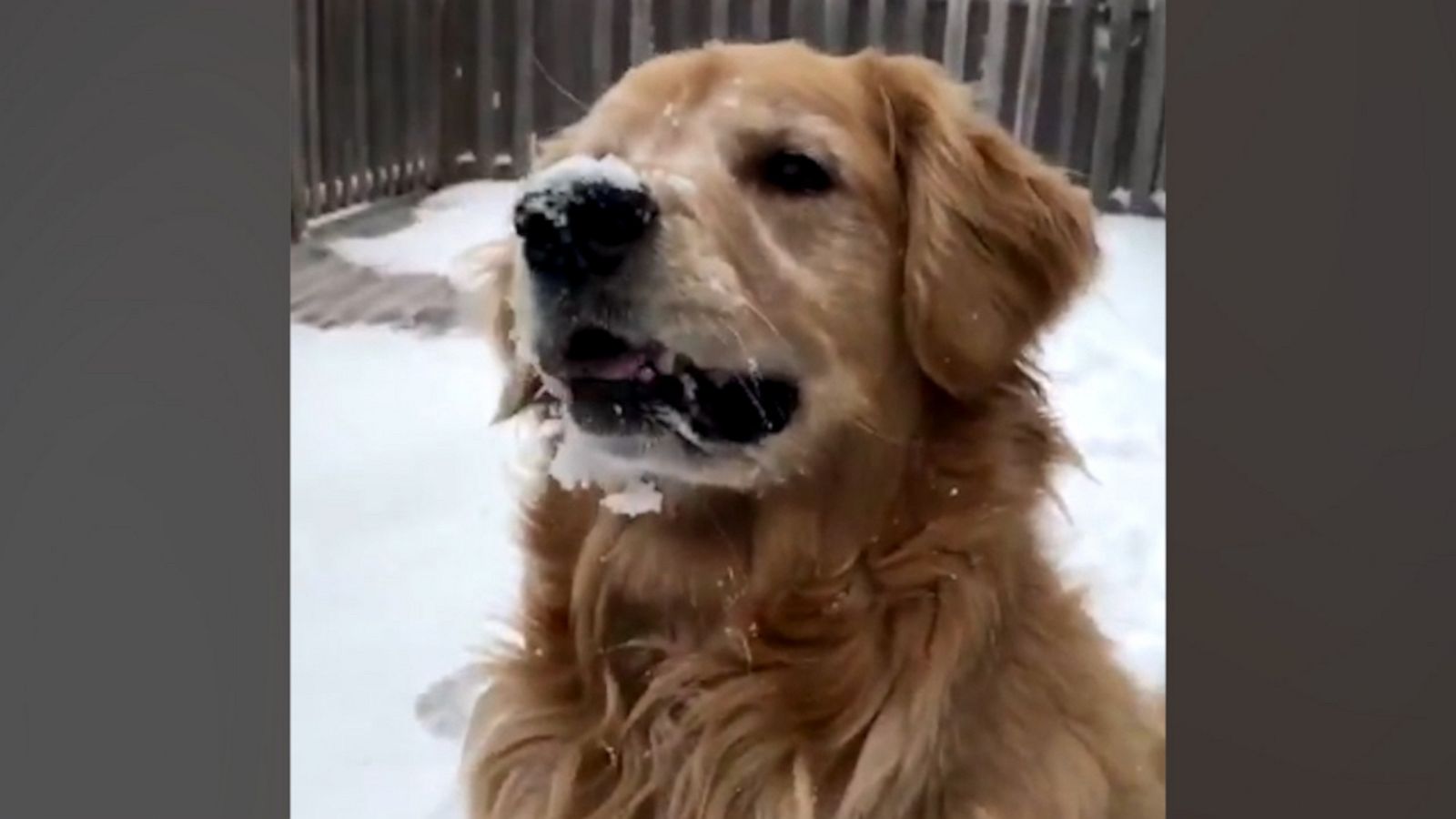 VIDEO: These Golden retrievers are ecstatic to see snow for the first time