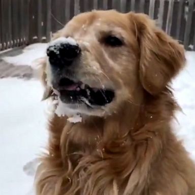 VIDEO: These Golden retrievers are ecstatic to see snow for the first time 