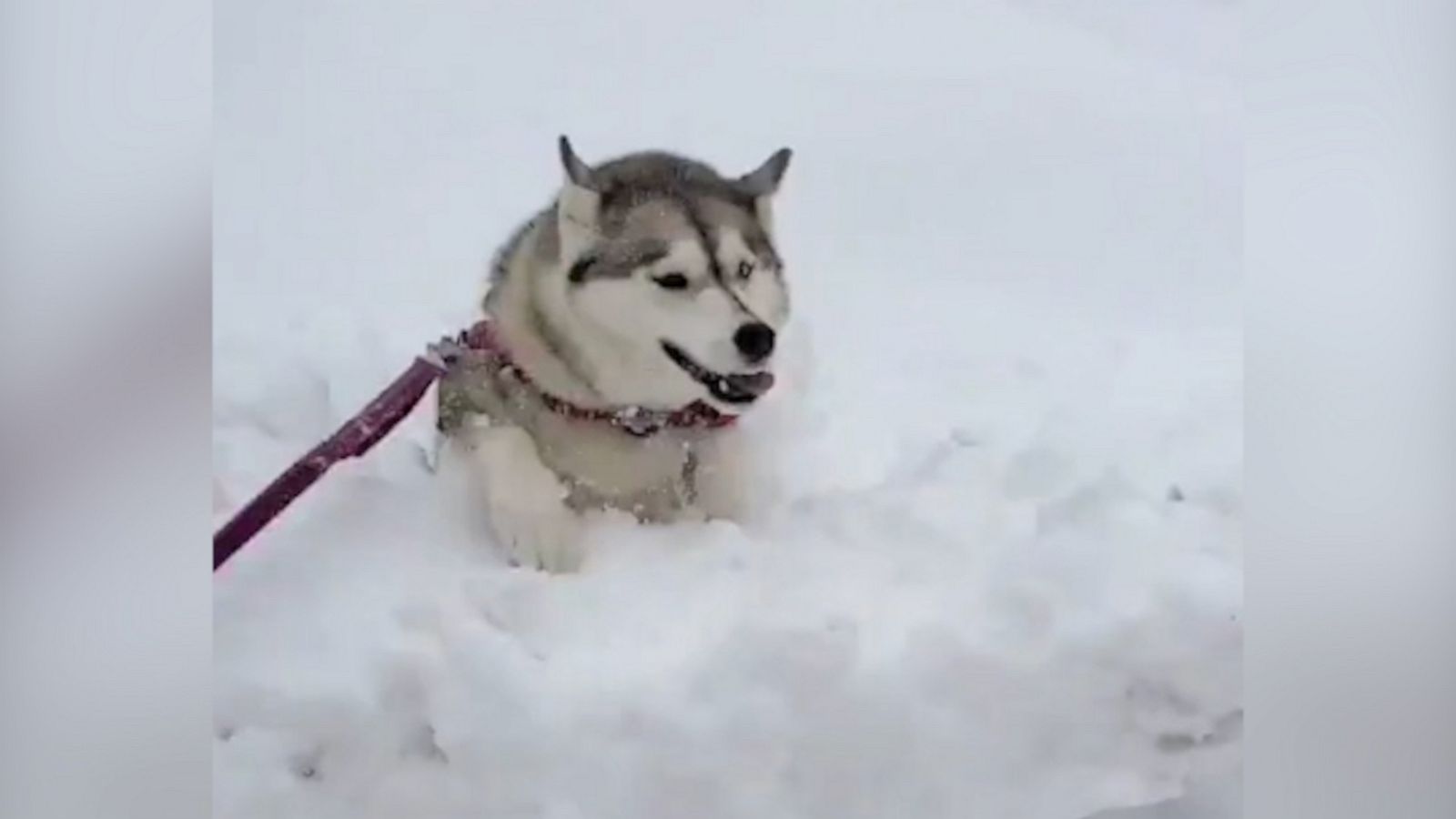 VIDEO: Determined husky forges through 40 inches of snow