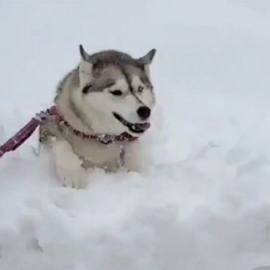 VIDEO: Determined husky forges through 40 inches of snow