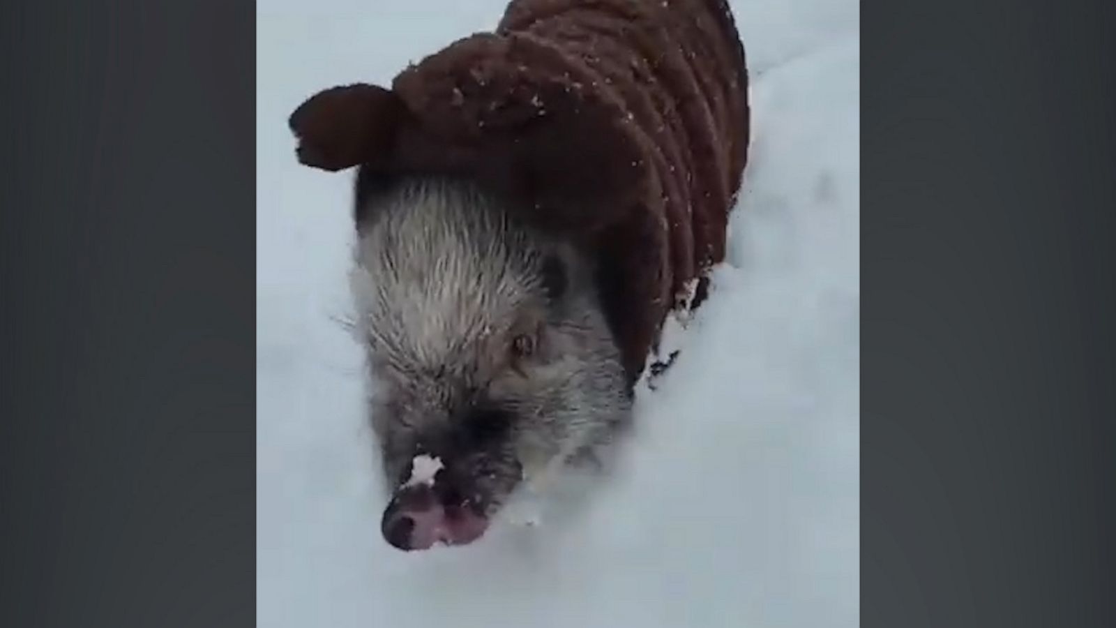 VIDEO: Mini pig living his best life in his first snowfall