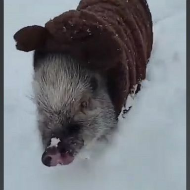 VIDEO: Mini pig living his best life in his first snowfall 