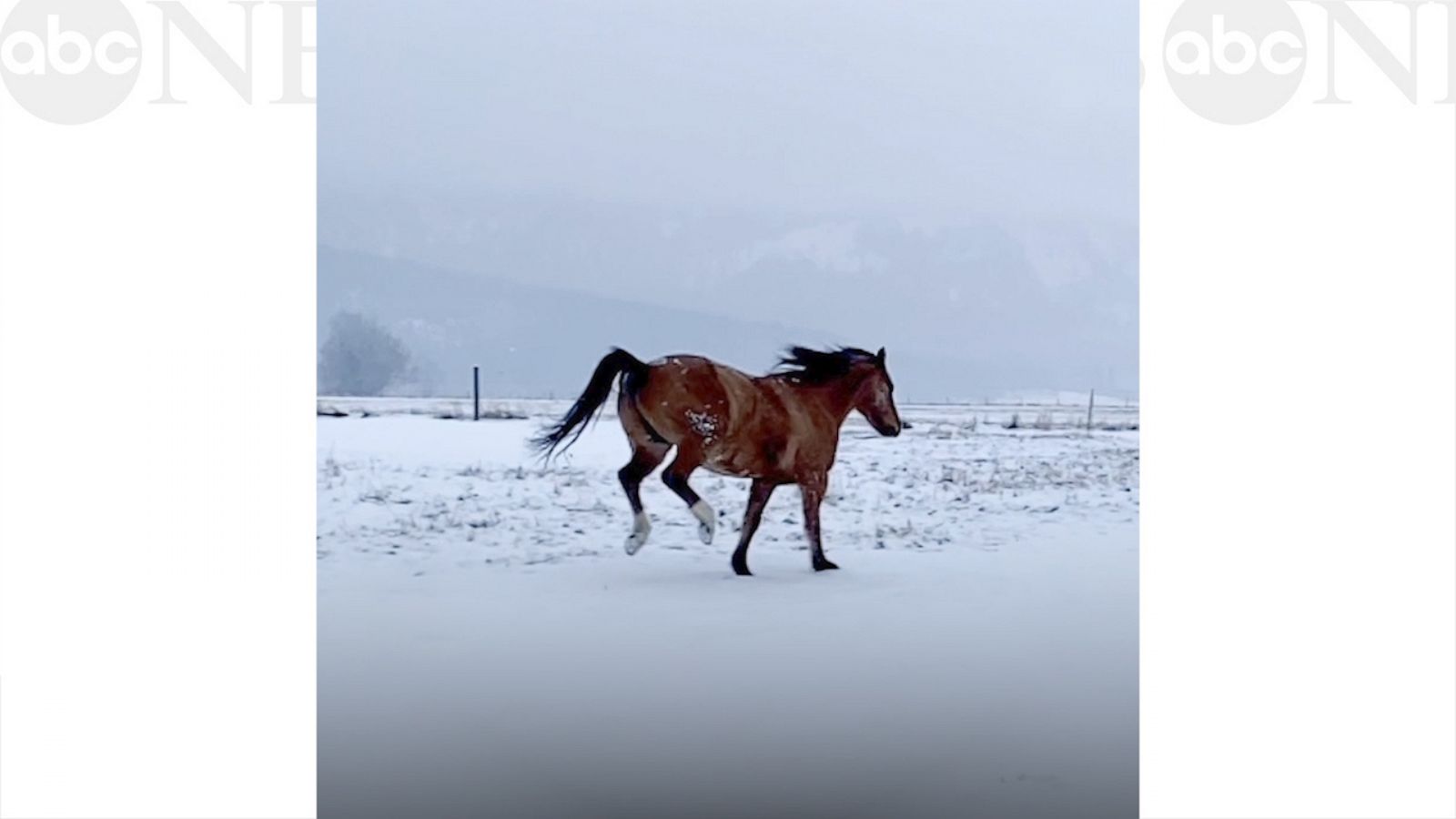 VIDEO: We're not horsing around; this horse is having the best snow day