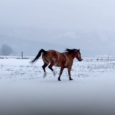 VIDEO: We're not horsing around; this horse is having the best snow day