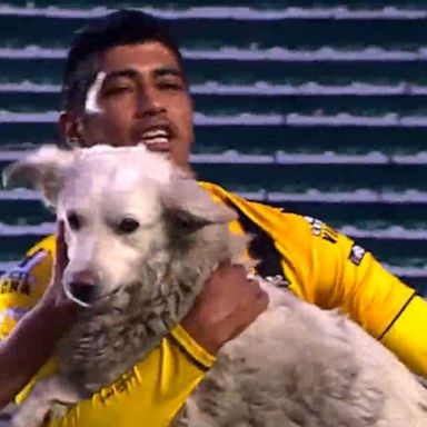 VIDEO: Soccer player adopts stray dog who ran onto the field during a Christmas Eve match