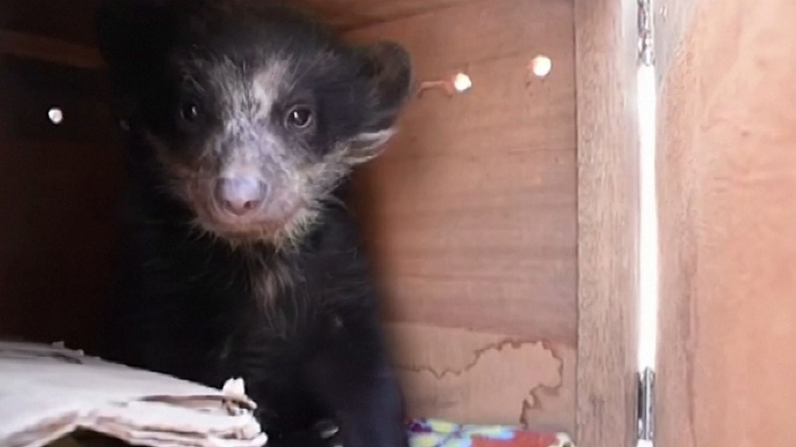 VIDEO: A real-life Paddington bear cub was rescued after being held in captivity in a home