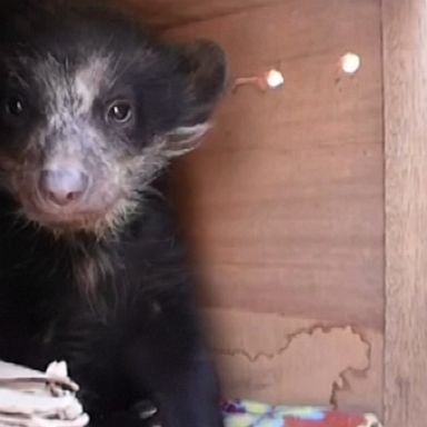 VIDEO: A real-life Paddington bear cub was rescued after being held in captivity in a home