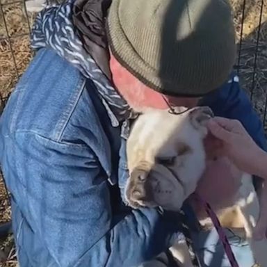 VIDEO: Dog reunites with owner after lost in the wild for two months