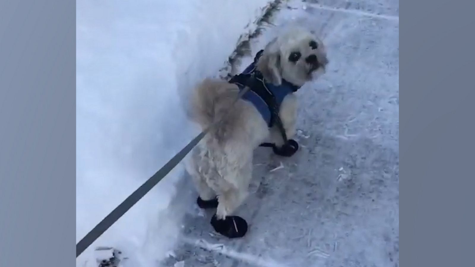 VIDEO: Dog loses snow boot while strutting his stuff in the snow