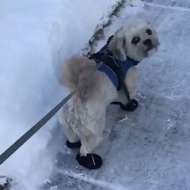 VIDEO: Dog loses snow boot while strutting his stuff in the snow