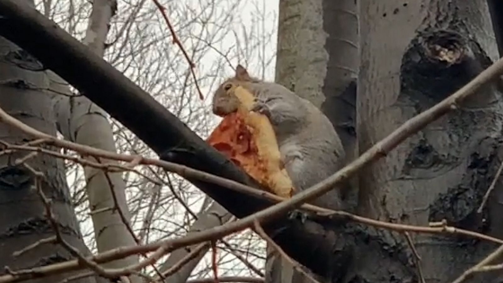 VIDEO: Squirrel cozied up in a tree for a Christmas slice of heaven