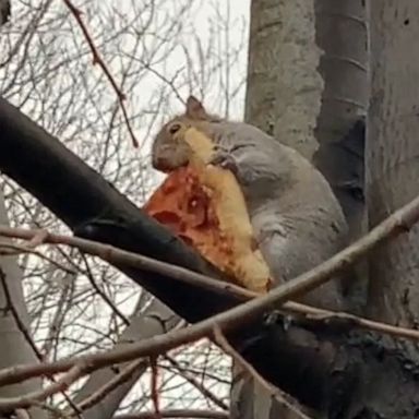 VIDEO: Squirrel cozied up in a tree for a Christmas slice of heaven