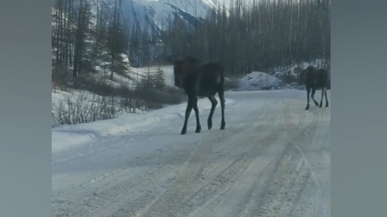 VIDEO: A pair of moose caused a traffic jam on a snowy road