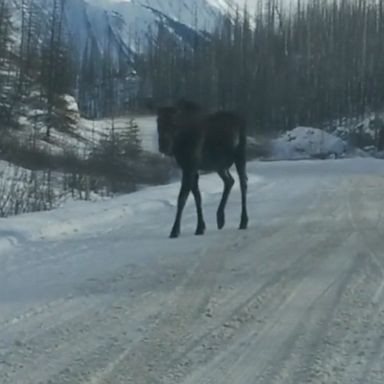 VIDEO: A pair of moose caused a traffic jam on a snowy road