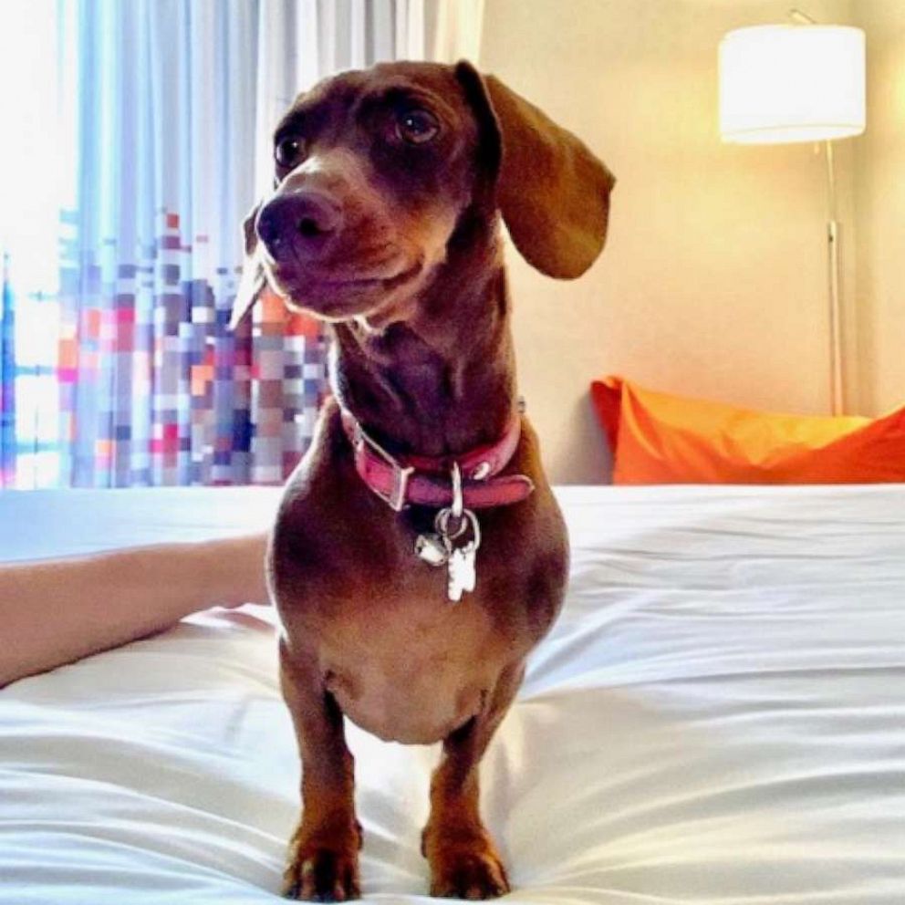 VIDEO: Pip the dachshund was separated from his family for 5 months because of COVID-19