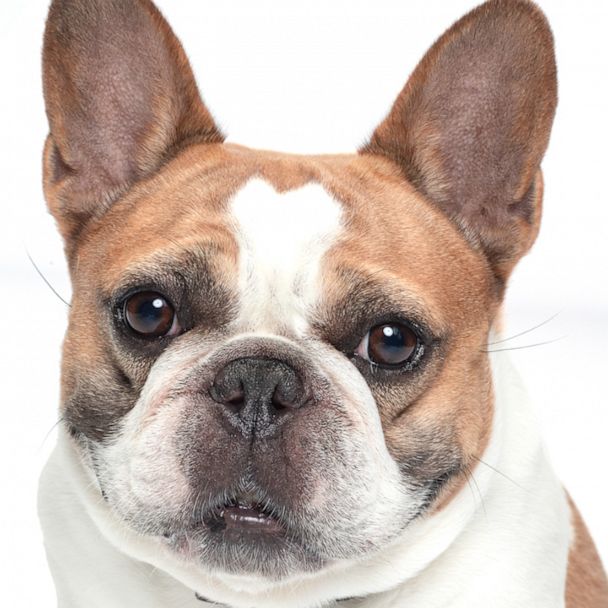 French bulldog from Modern Family dies after filming series