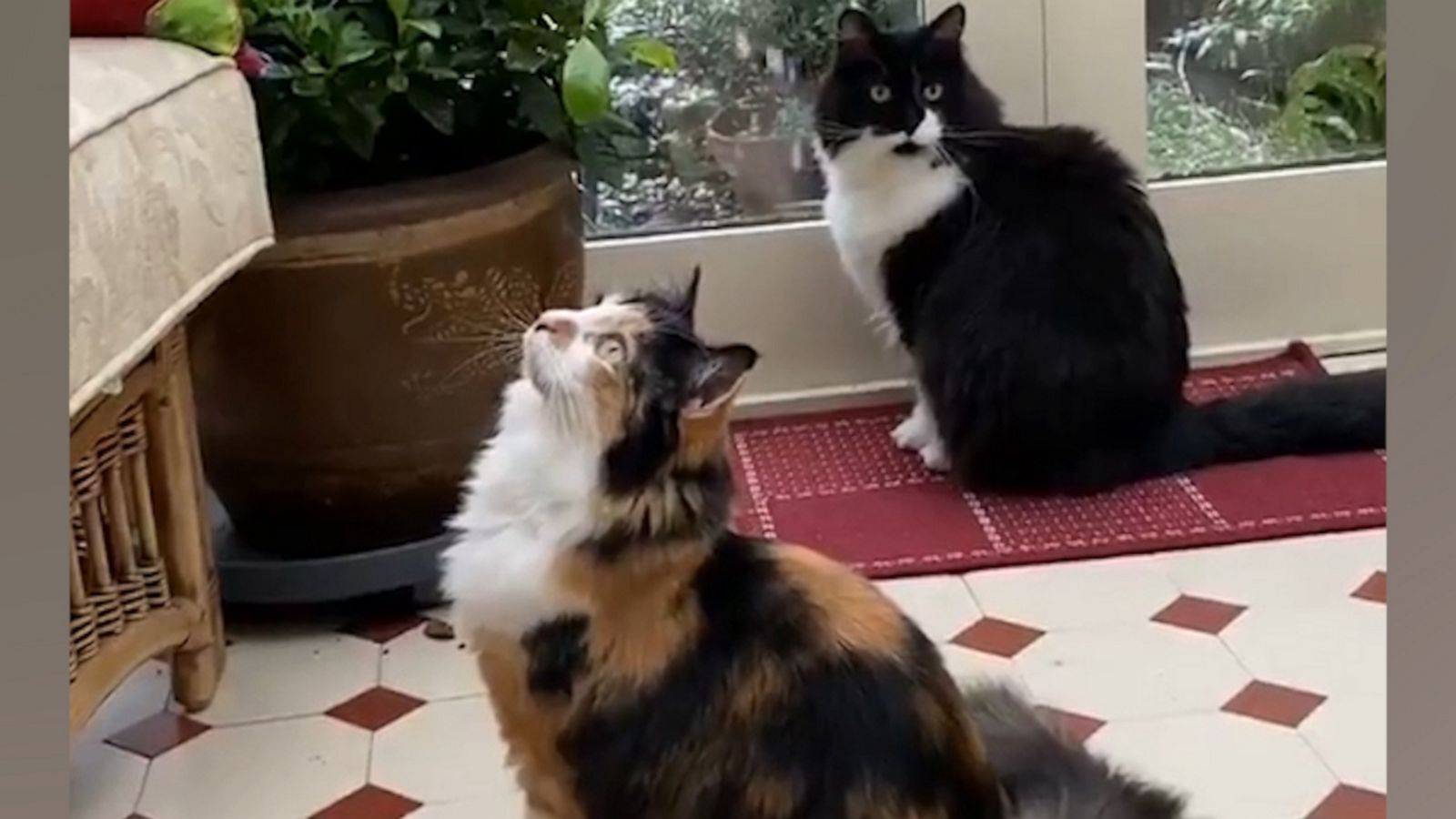 VIDEO: Two cats see snow and can’t look away