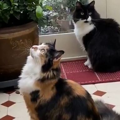 VIDEO: Two cats see snow and can’t look away