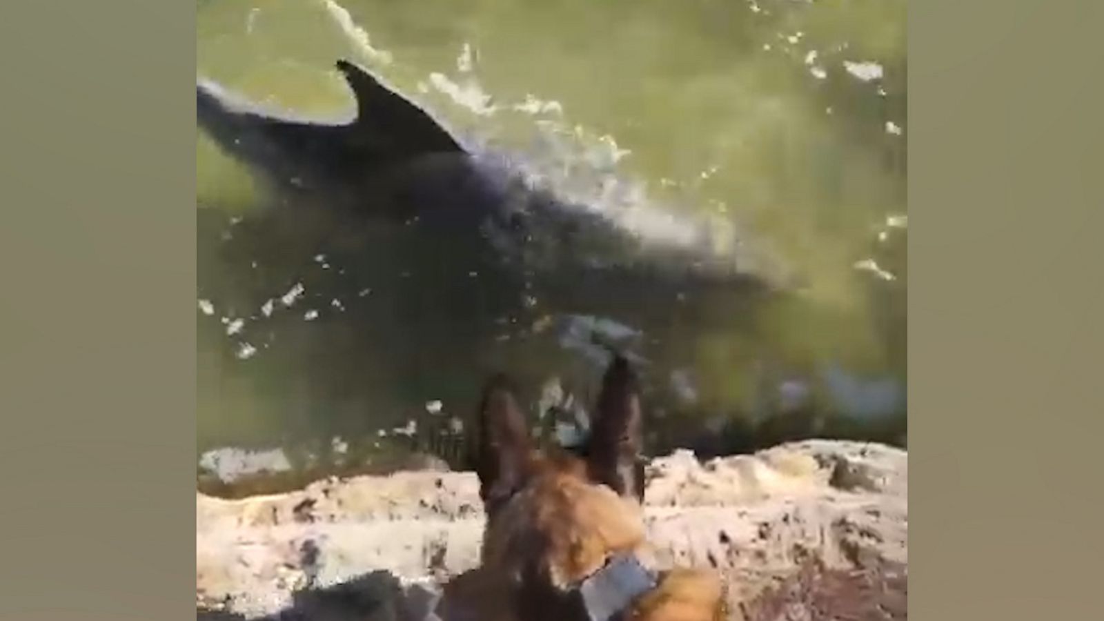 VIDEO: Police dog becomes fast friends with two dolphins