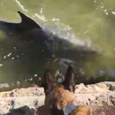 VIDEO: Police dog becomes fast friends with two dolphins