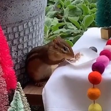 VIDEO: Mini chipmunk picnic is too cute for words