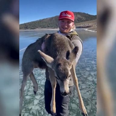 VIDEO: Two friends saving a fawn stranded on the ice is the best thing you’ll see all-day 