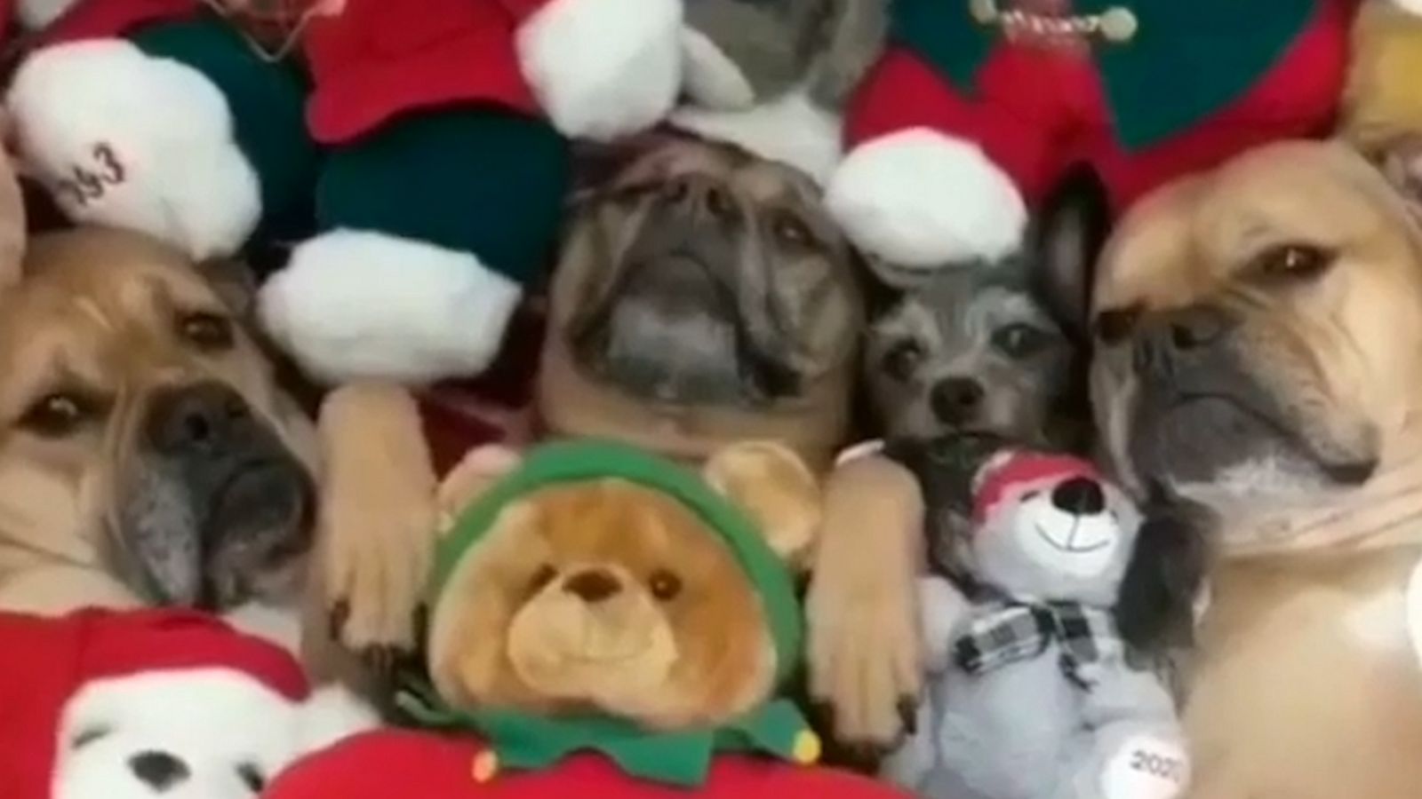 VIDEO: Can you spot the real dogs in these hidden stuffed animals?