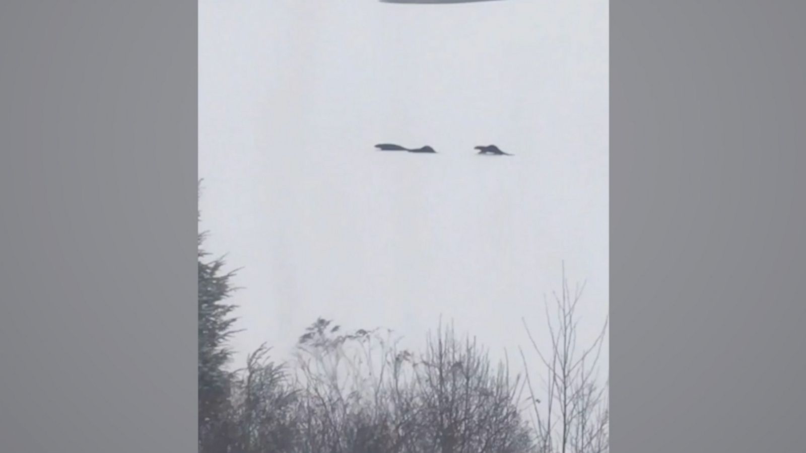 VIDEO: Adorable trio of otters slide across frozen pond in Maine