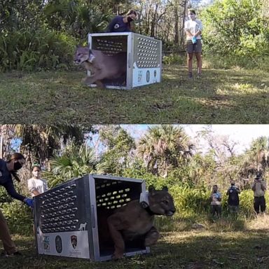 VIDEO: Watch this epic Florida panther’s release back into the wild after being hit by a car 