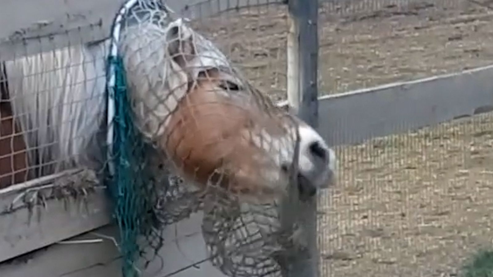 VIDEO: Brilliant pony finds hilarious way to get every last morsel of hay