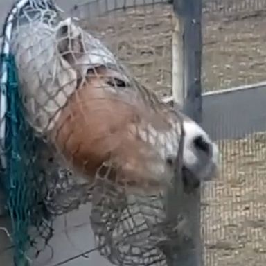 VIDEO: Brilliant pony finds hilarious way to get every last morsel of hay 