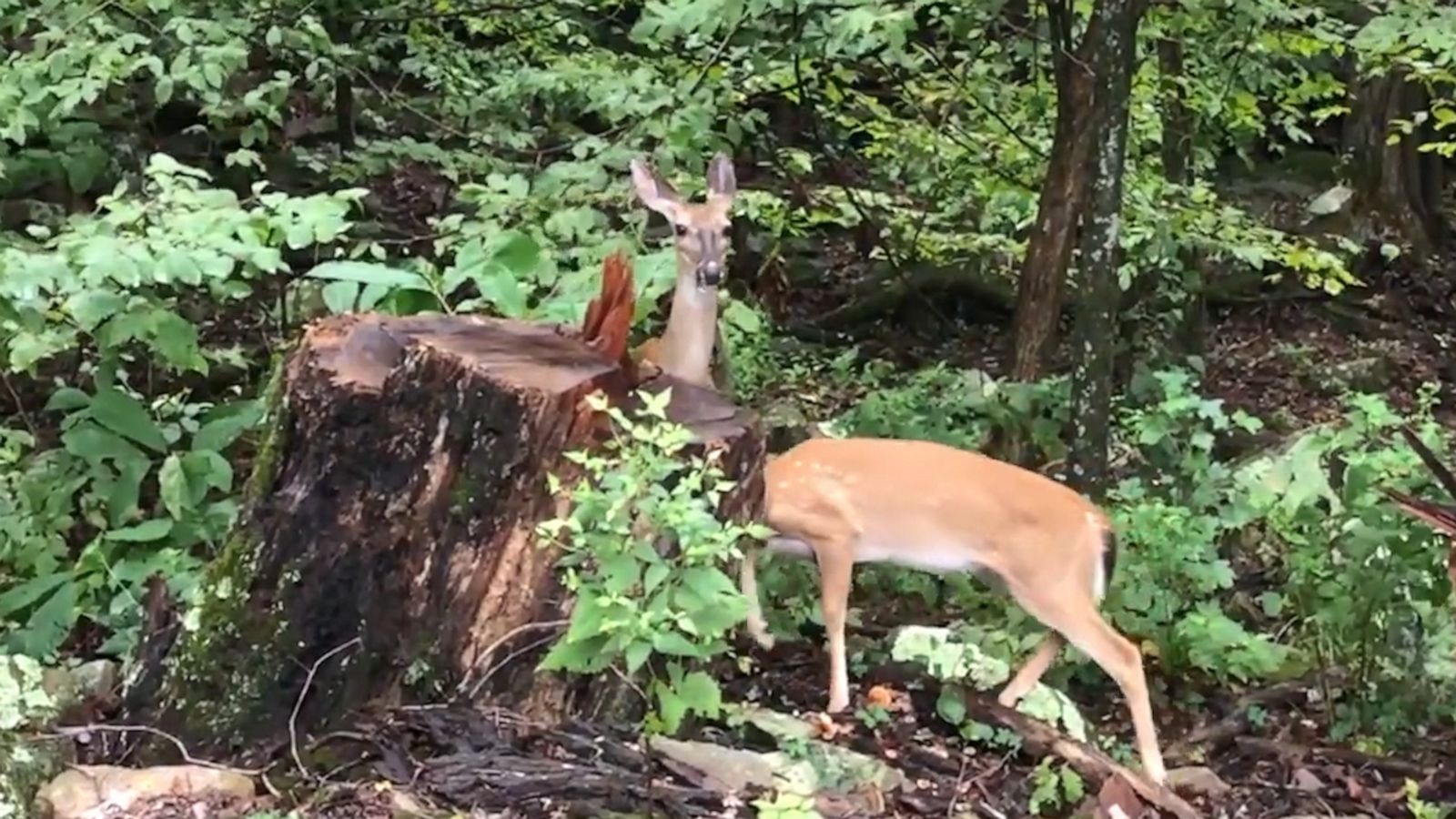 VIDEO: Deer plays ‘peekaboo’ with driver in national park